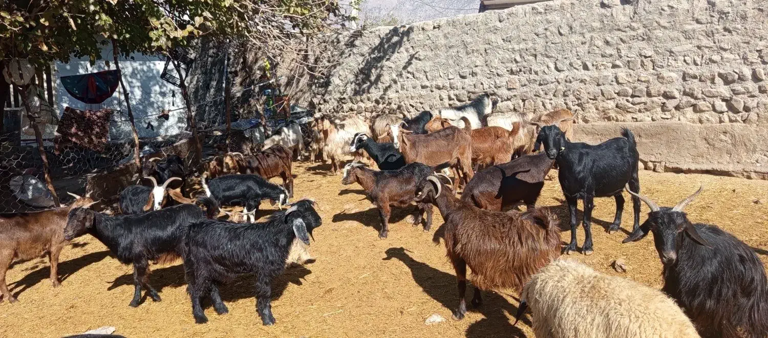 بز صحرایی|حیوانات مزرعه|چگنی, |دیوار