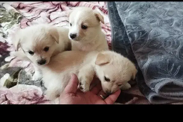 سه تا توله پامر اشپیتز اندازه کف دست10 تومن|سگ|چهاردانگه (تهران), |دیوار