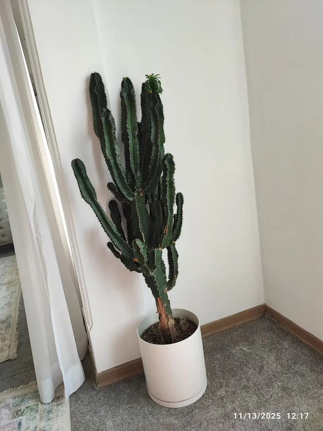 کاکتوس افوربیا|گل و گیاه طبیعی|لاهیجان, کوی خزر|دیوار