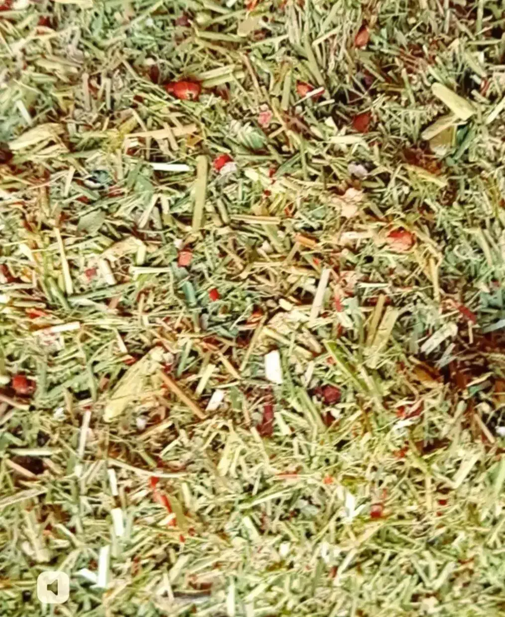 خارشتر خالص|لوازم جانبی حیوانات|گنبد کاووس, |دیوار