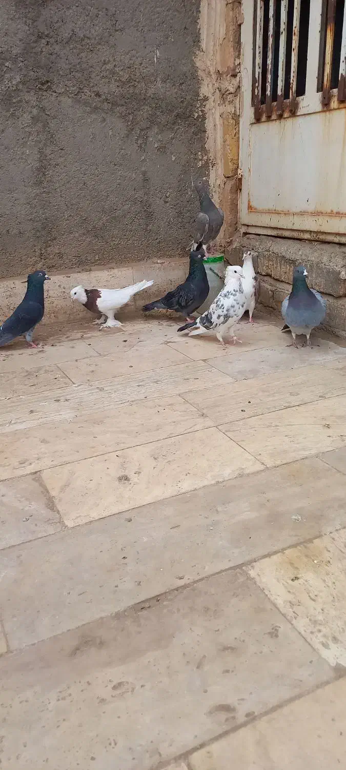 هفت عدد کبوتر|پرنده|قم, باغ کرباسی|دیوار