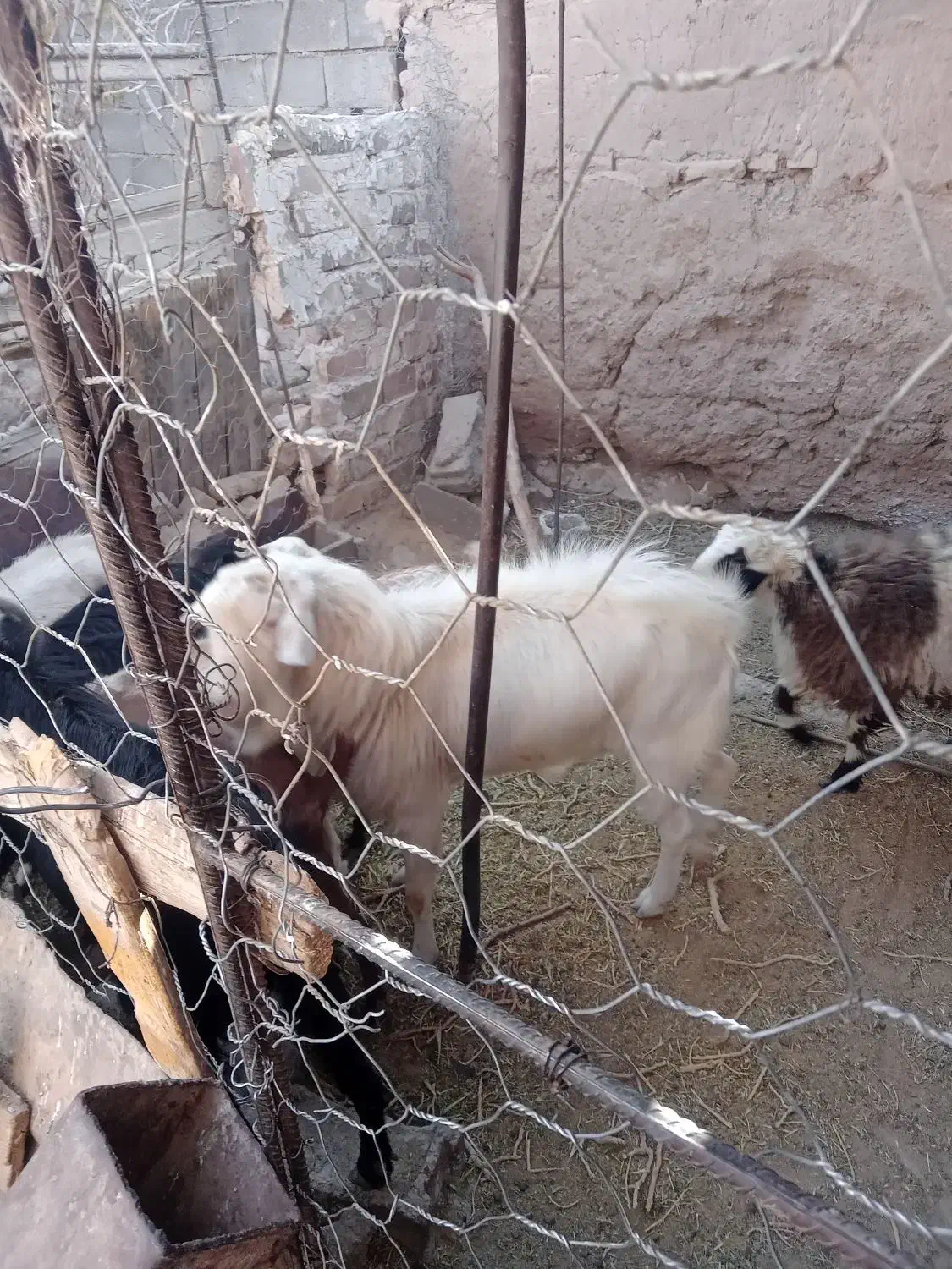 بز ونر بز|حیوانات مزرعه|فردوس (خراسان), |دیوار