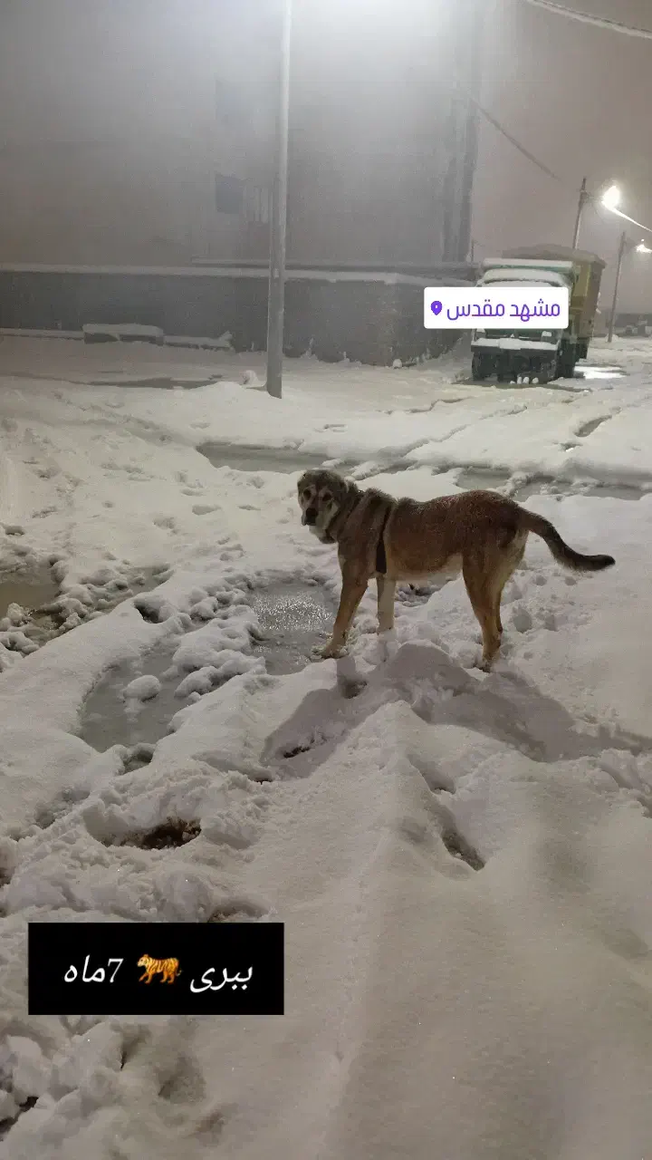 یک جفت توله 8ماه سرابی|سگ|مشهد, منزل آباد|دیوار