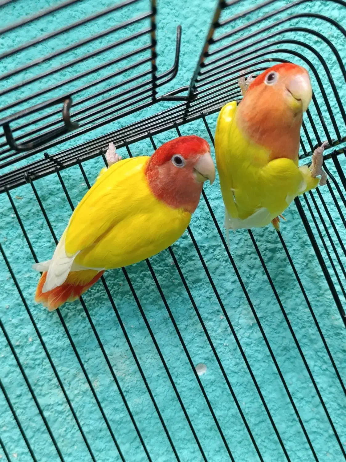 طوطی برزیلی مولد در رنگ های خاص|پرنده|قائمشهر, |دیوار