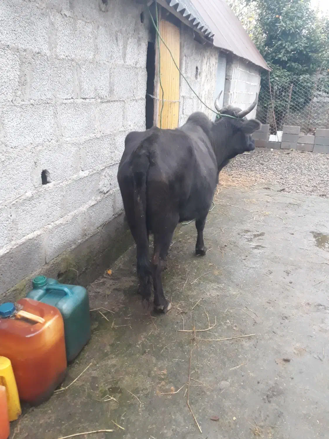 گاوچالوسی|حیوانات مزرعه|پیربازار, |دیوار