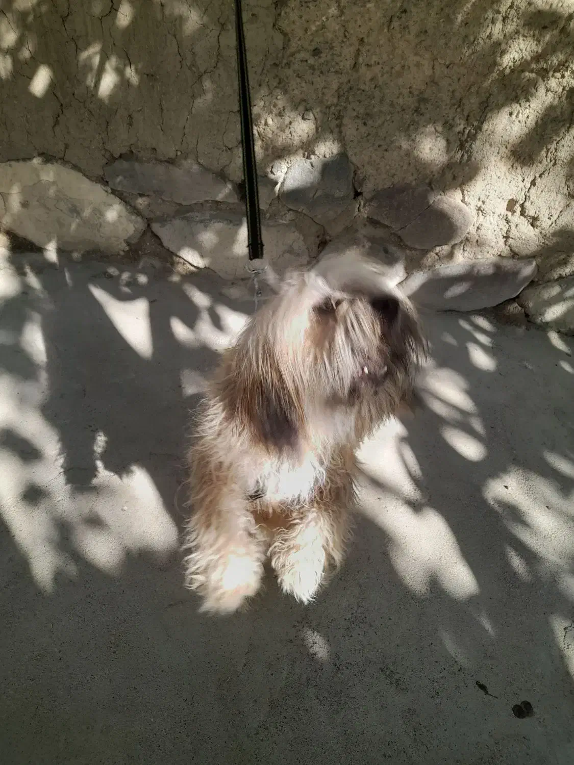 سگ شیتزو|سگ|اردبیل, |دیوار