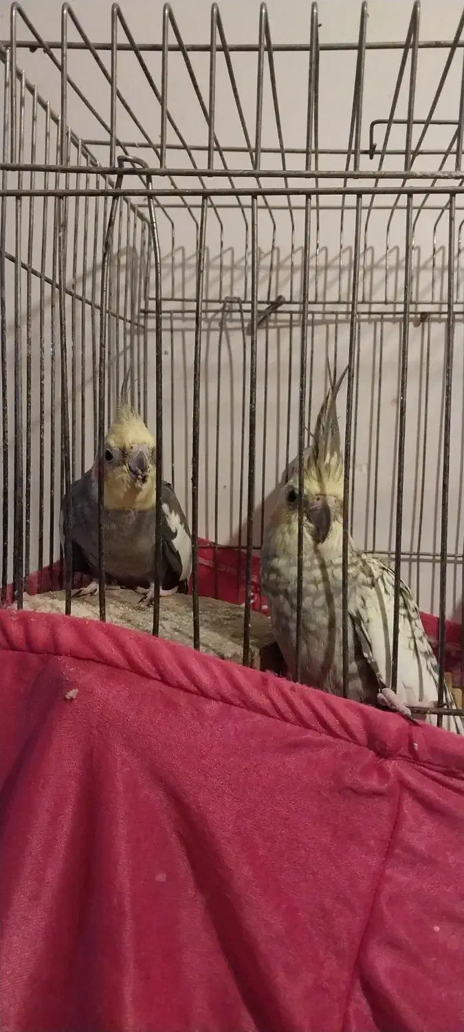 طوطی عروس جفت. نره کاملا حرف میزنه|پرنده|رشت, پل تالشان|دیوار