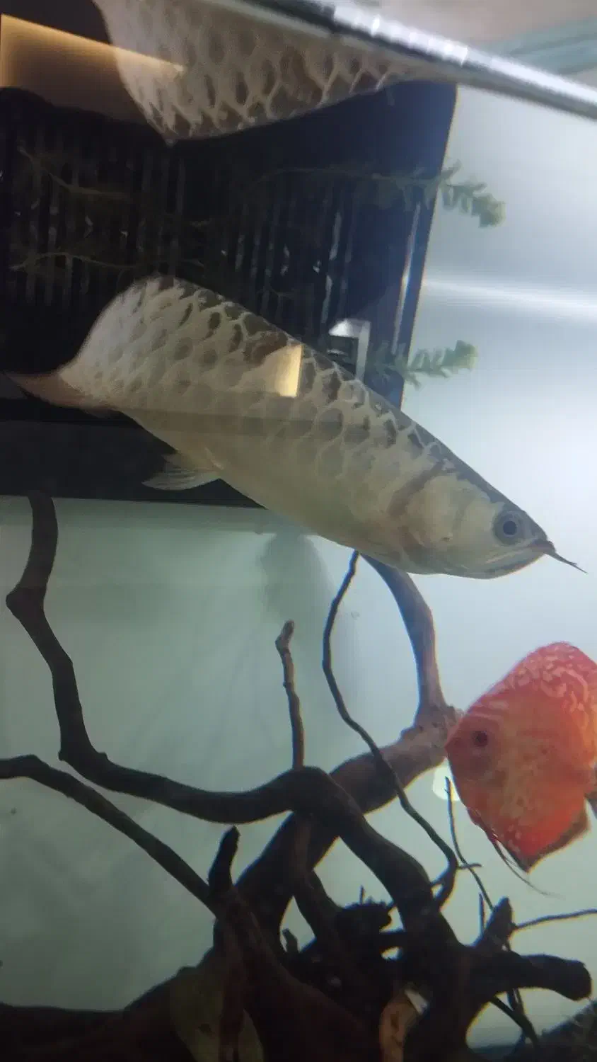 ماهی آروانا گلد هایبک بلوبیس|ماهی|ملایر, |دیوار