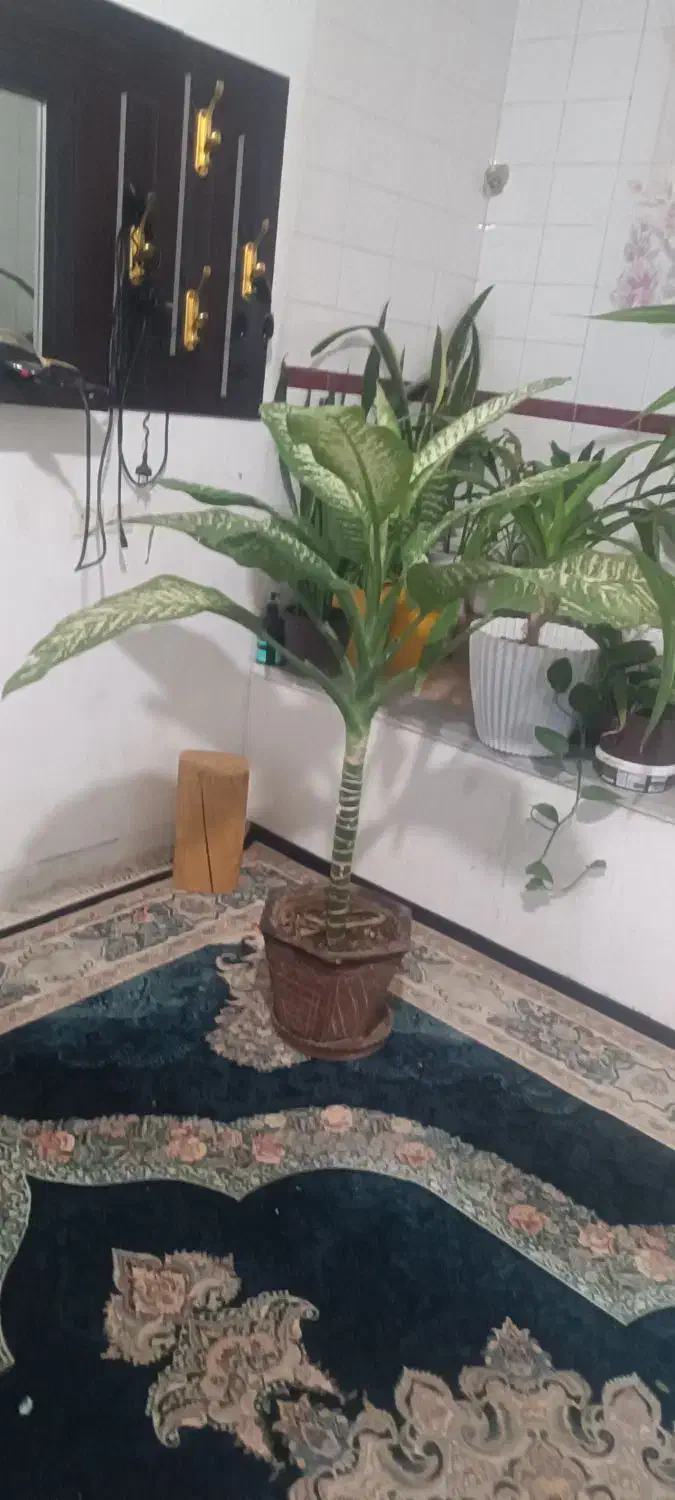 گل بزرگ|گل و گیاه طبیعی|شیراز, کوشک میدان|دیوار