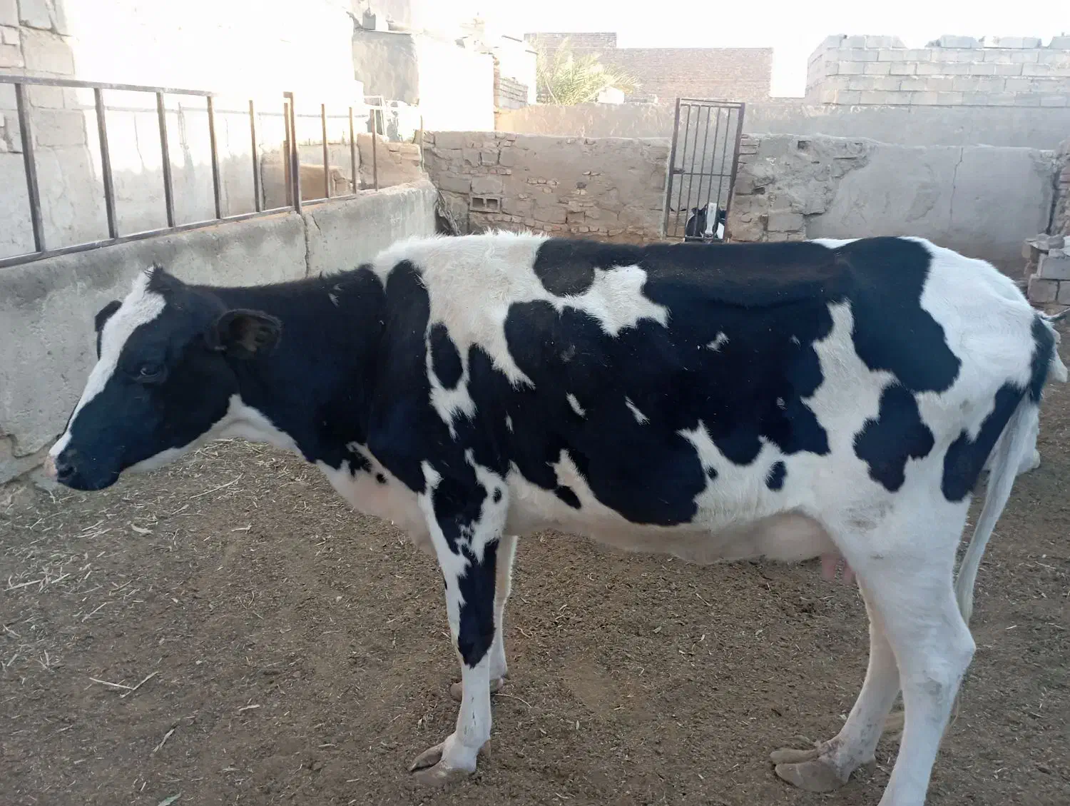 گاوه شیری خشک|حیوانات مزرعه|خاش, |دیوار