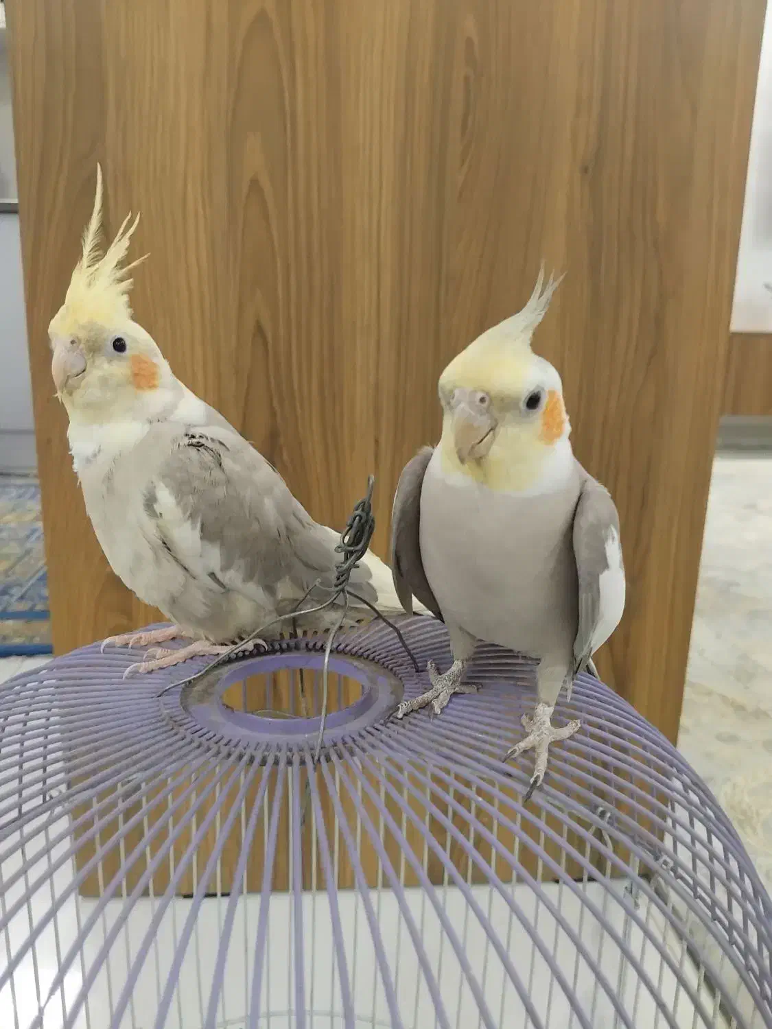 عروس هلندی|پرنده|هشتگرد, ینگی امام|دیوار