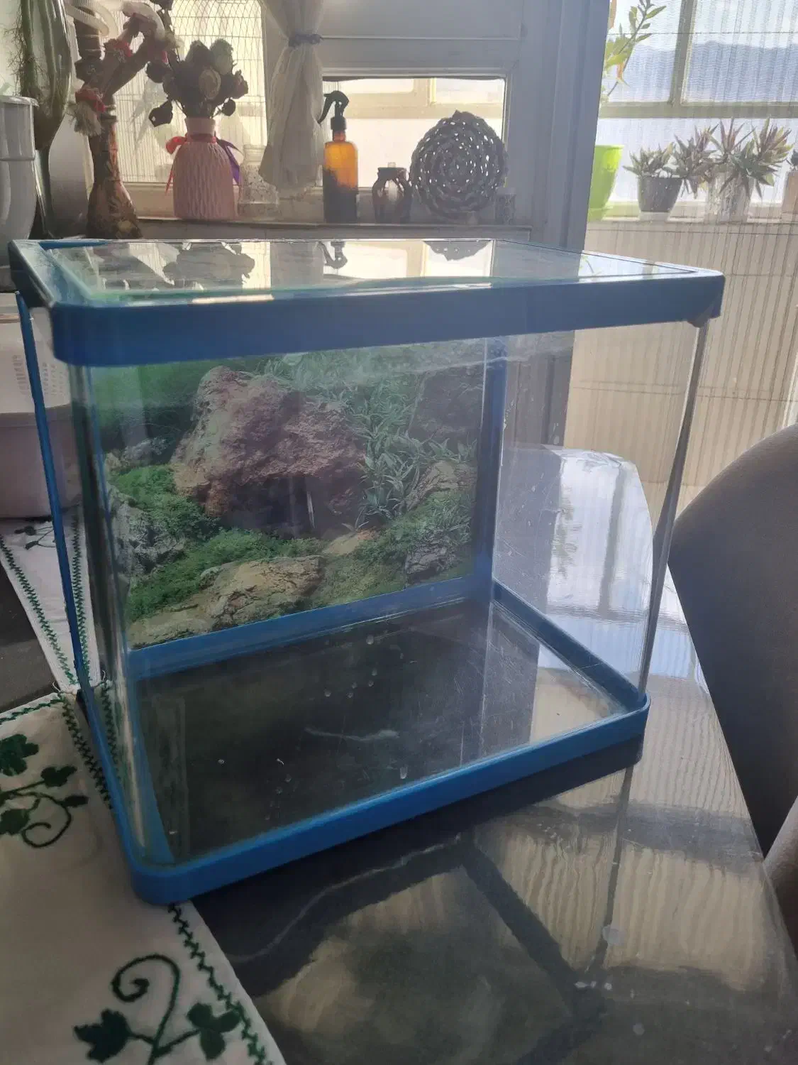 آکواریوم چینی|ماهی|بیرجند, |دیوار