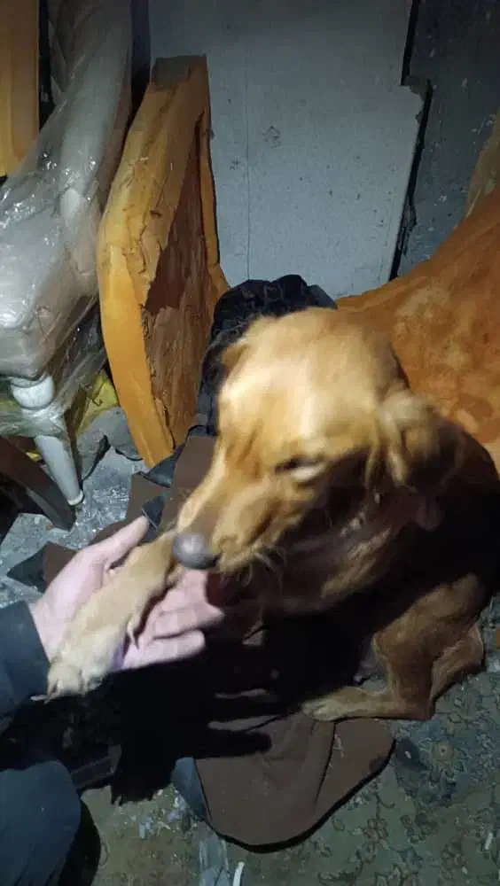 سگ خونگی|سگ|رشت, حومه رشت|دیوار