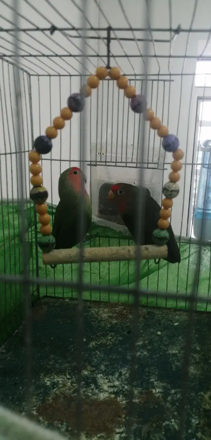 یک جفت طوطی کوتوله|پرنده|زرند, |دیوار