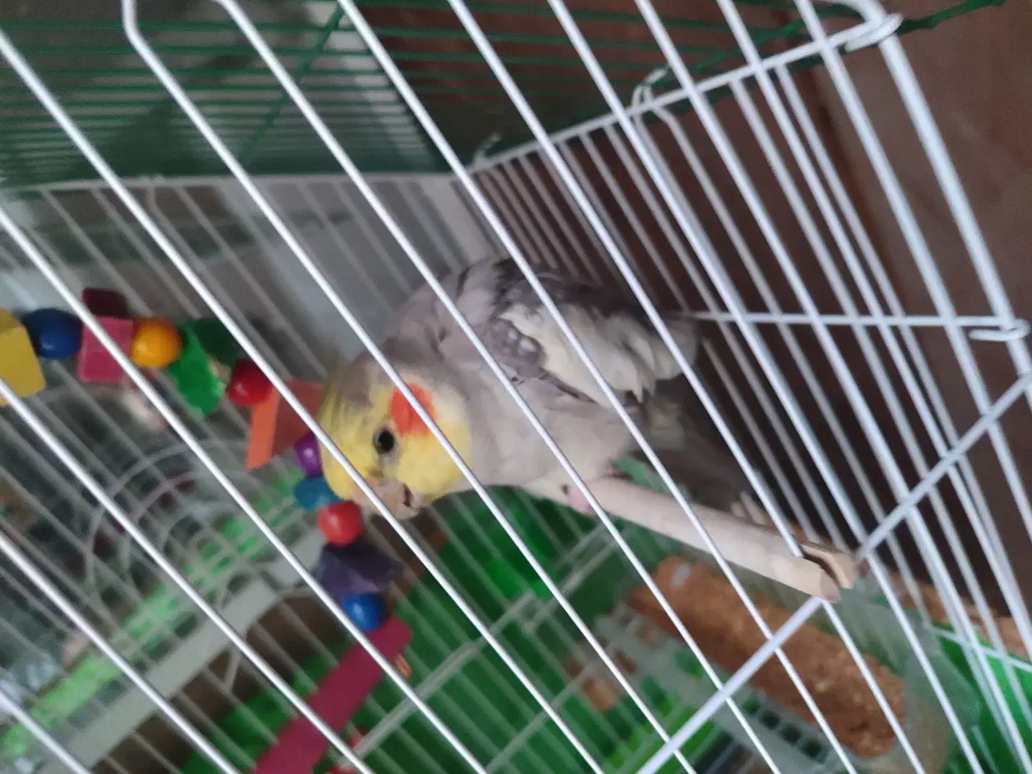 عروس‌هلندی|پرنده|تاکستان, |دیوار