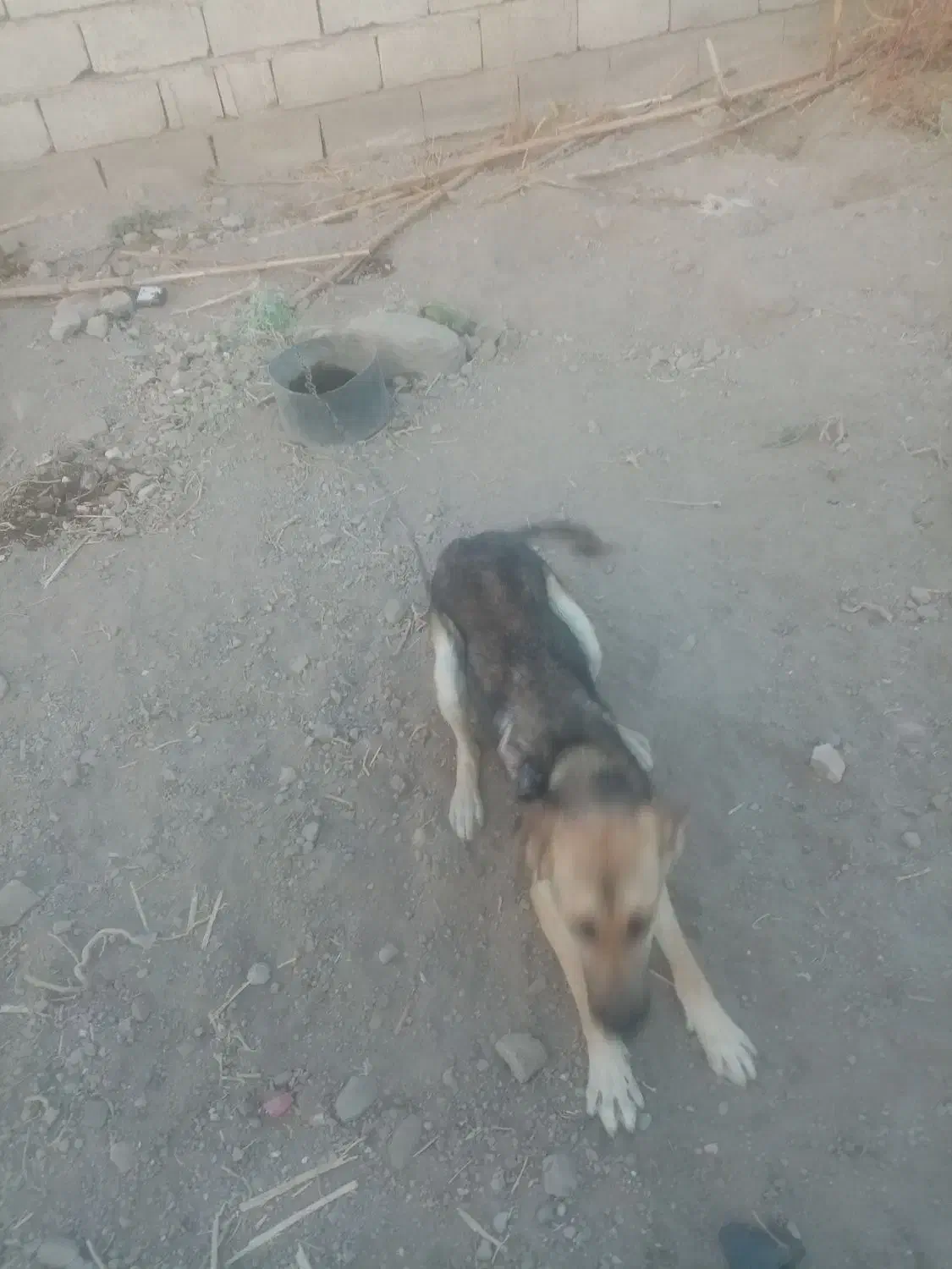 سگ جوان نر ژرمن معاوضه با بادی|سگ|مشگین شهر, |دیوار