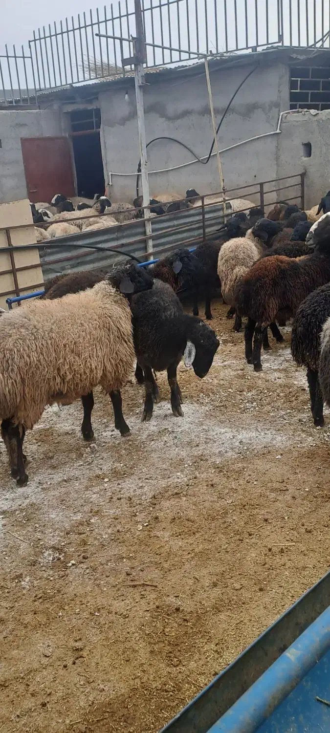 بره نره چاق|حیوانات مزرعه|ساوه, |دیوار