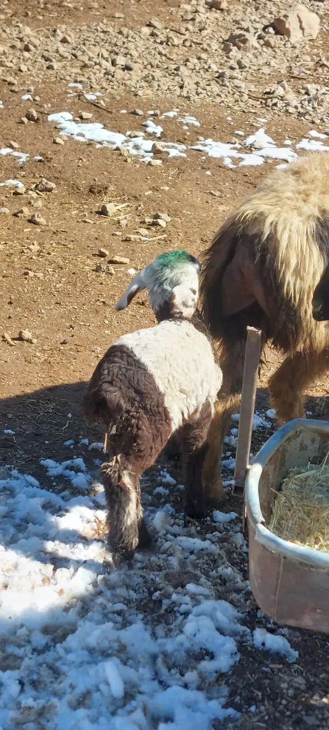 بزغاله بره|حیوانات مزرعه|فرخ‌شهر, |دیوار