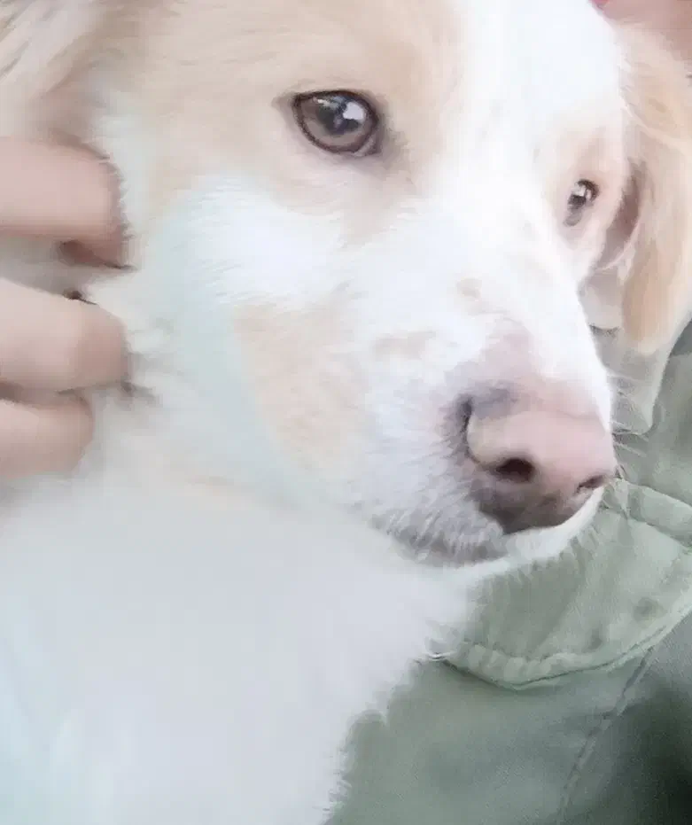 اشپیتز|سگ|رودسر, |دیوار