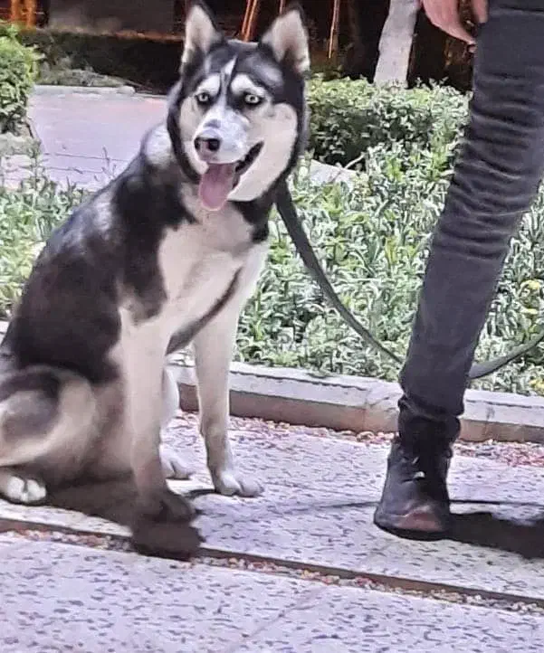 واگذاری ۲تا هاسکی ، شرایط با دقت خوانده شود|سگ|تهران, جمال‌زاده|دیوار