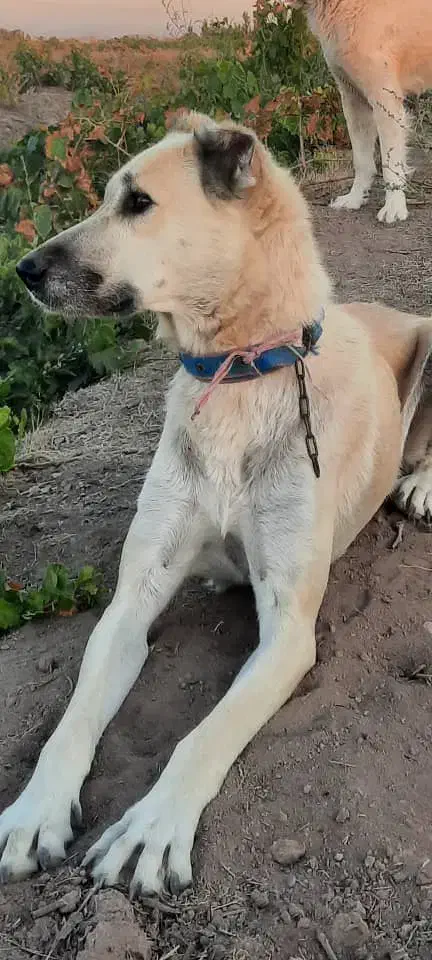 فروش ماده سرابی آماده جفت گیری|سگ|لیلان, |دیوار