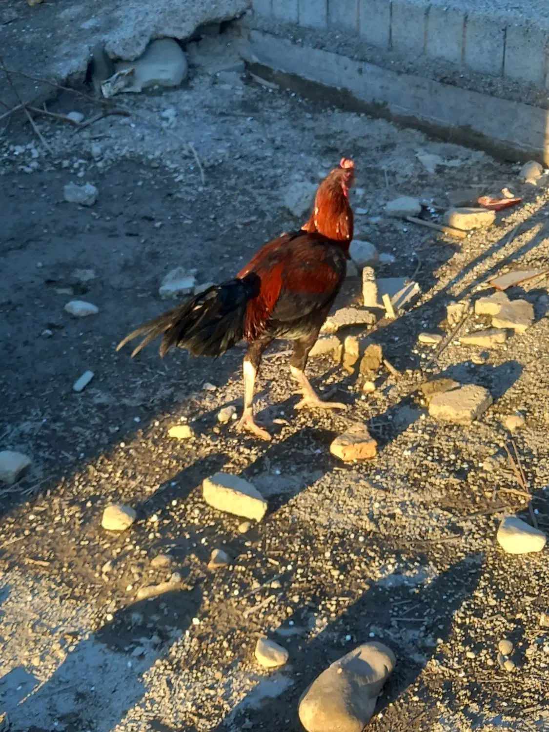 خروس لاری فول|حیوانات مزرعه|میناب, |دیوار