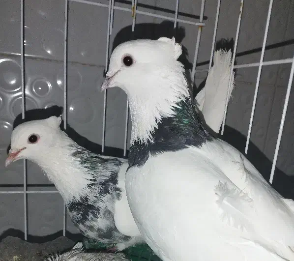 طوقی|پرنده|ایذه, |دیوار