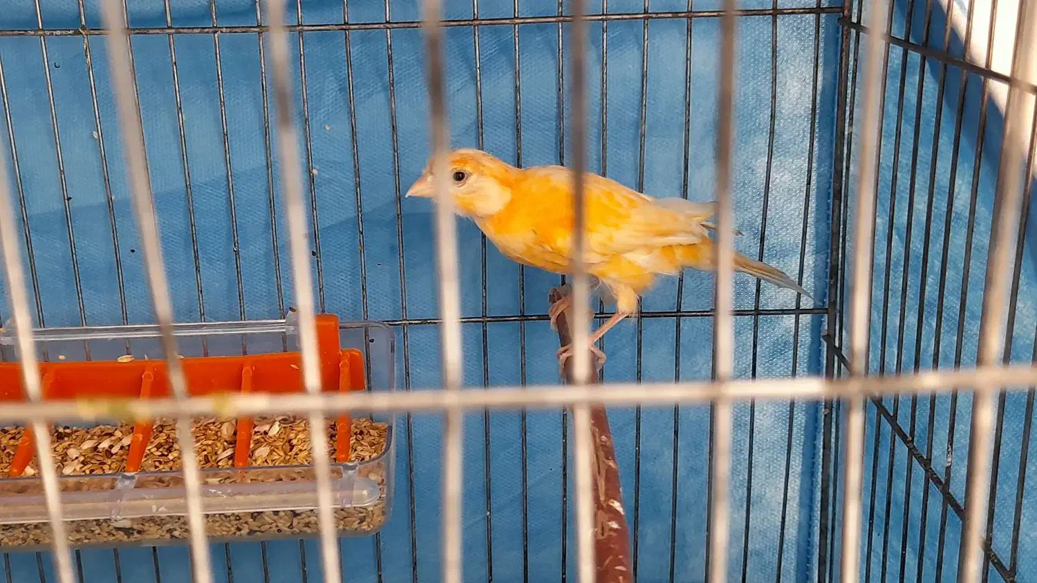 قناری ماده آماده پرتقالی|پرنده|بم, |دیوار