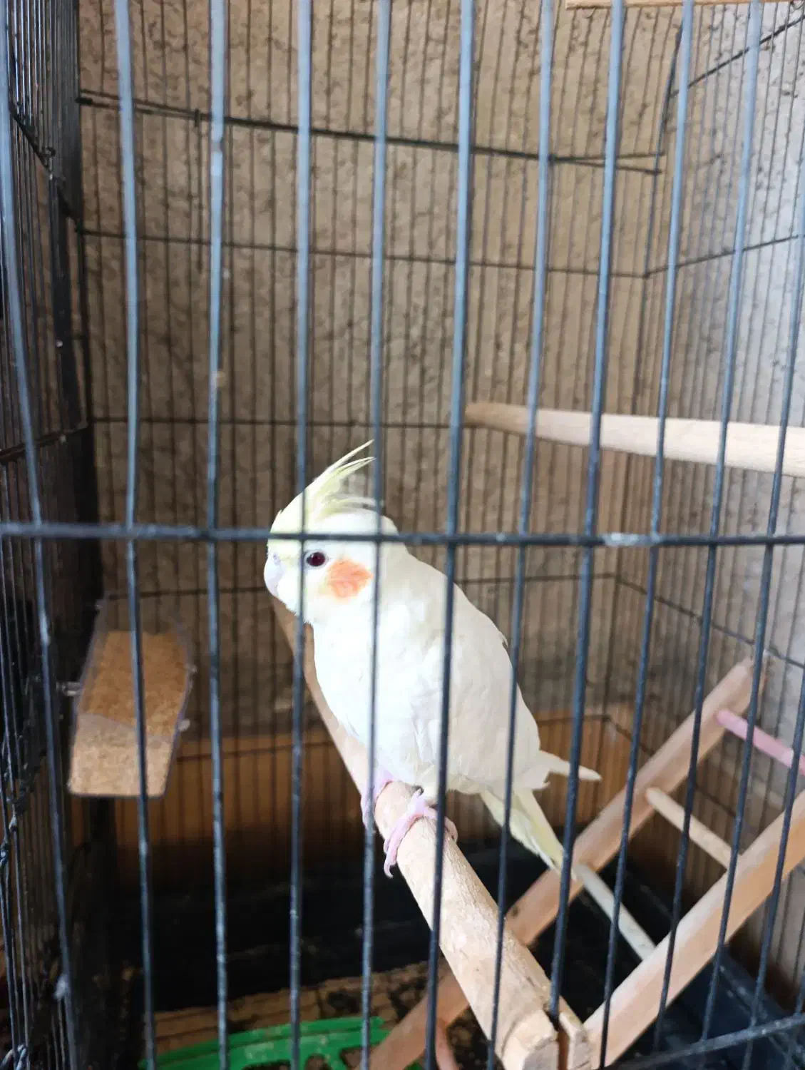 عروس هلندی|پرنده|جنت, |دیوار