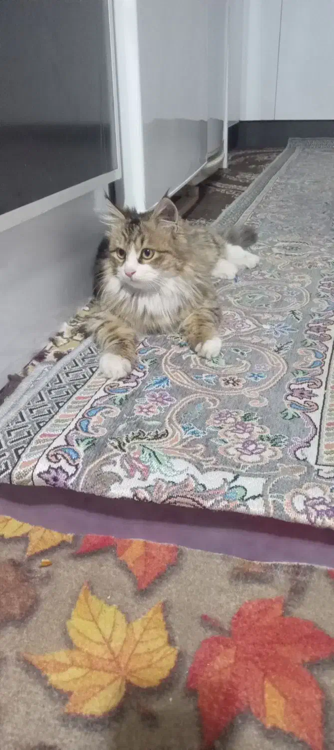 واگذاری گربه|گربه|مشگین شهر, |دیوار