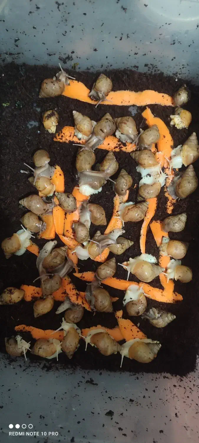 حلزون اچاتینا|خزنده|اهواز, پردیس|دیوار