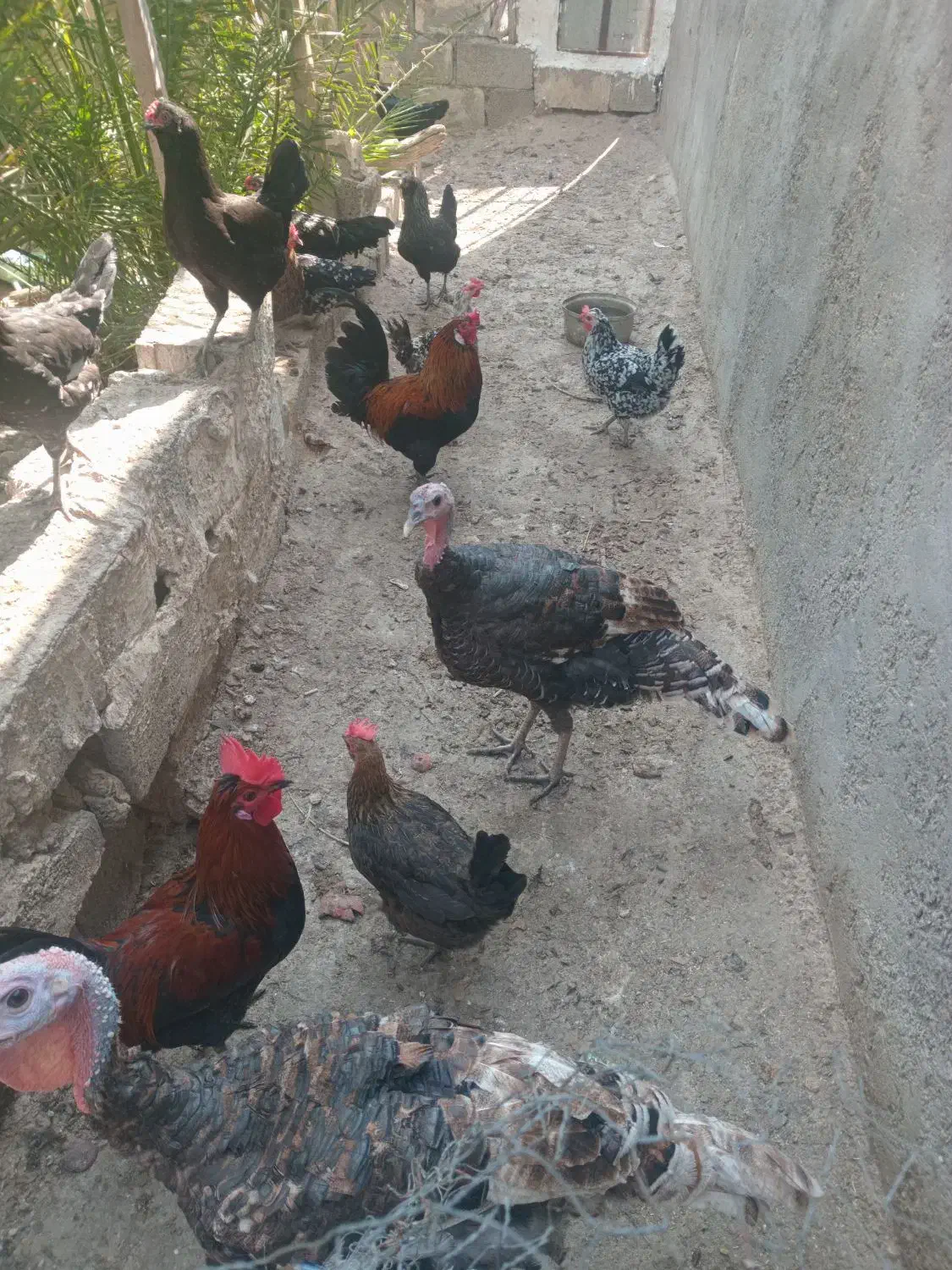 مرغ و خروس محلی|حیوانات مزرعه|اهرم, |دیوار