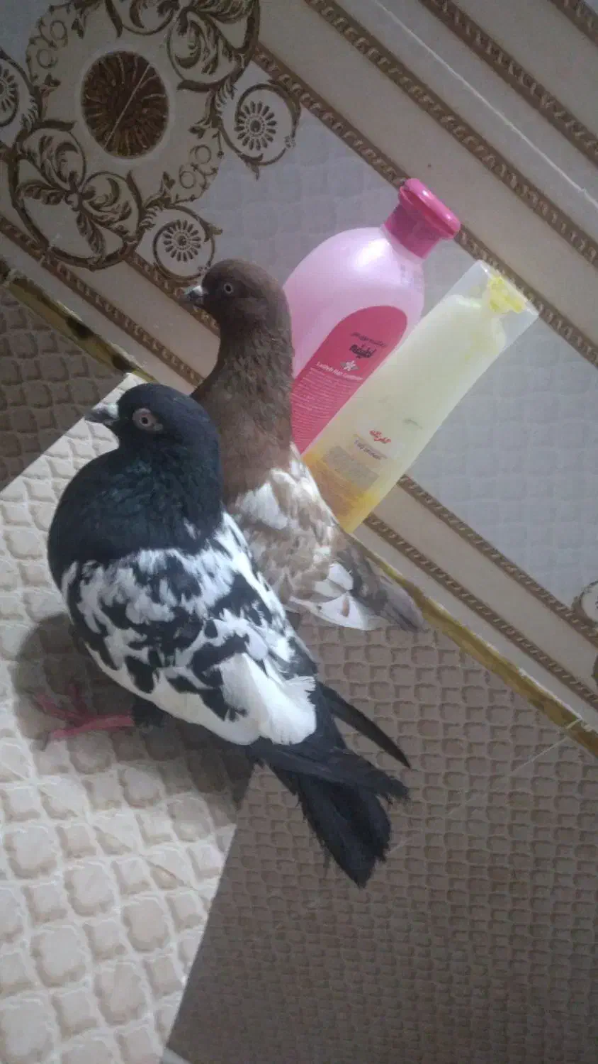 کبوتر سینهای|پرنده|کرباسک, |دیوار