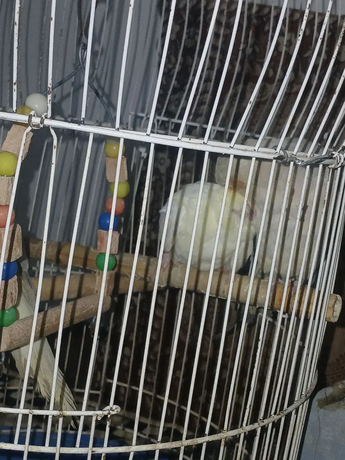 سه عدد عروس هلندی سرحال آماده جفت گیری۶ماهه|پرنده|طاهرگوراب, |دیوار