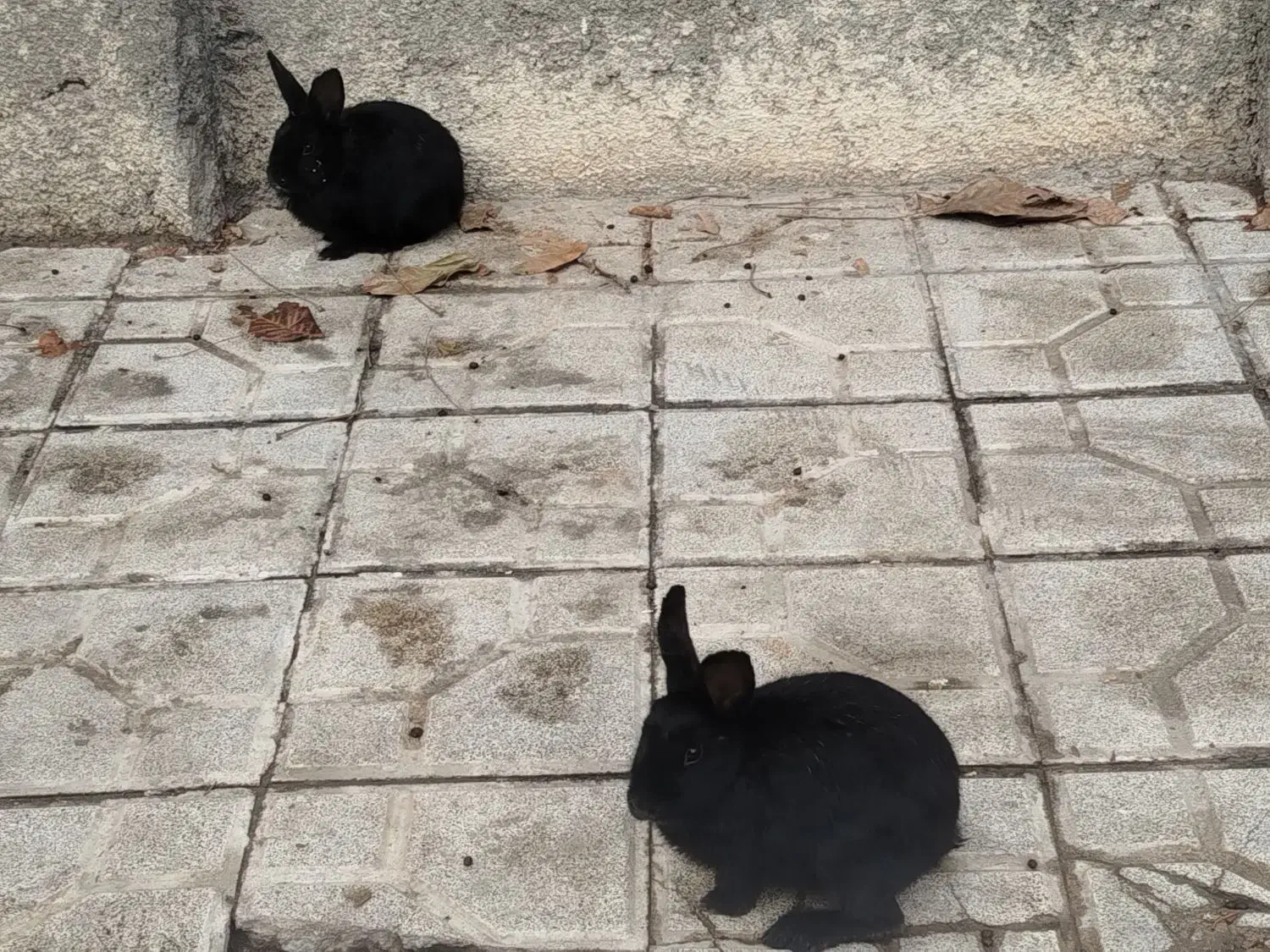 دو عدد خرگوش|موش و خرگوش|چناران, |دیوار