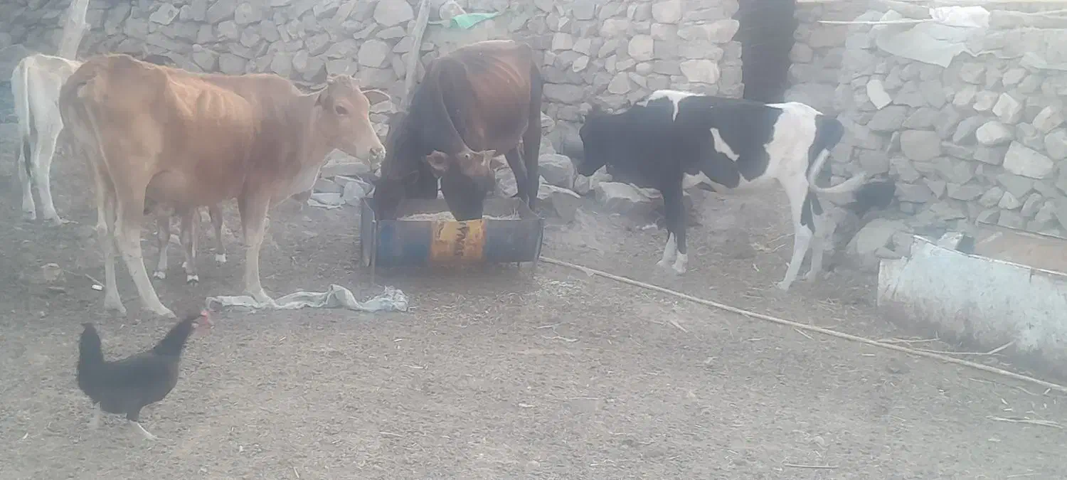 باسلام گاو ها محلی هستن|حیوانات مزرعه|پلدختر, |دیوار