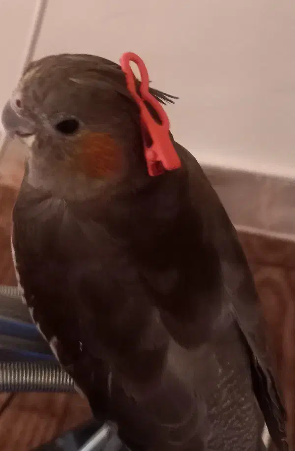 گمشده|حیوانات|خرم‌آباد, |دیوار