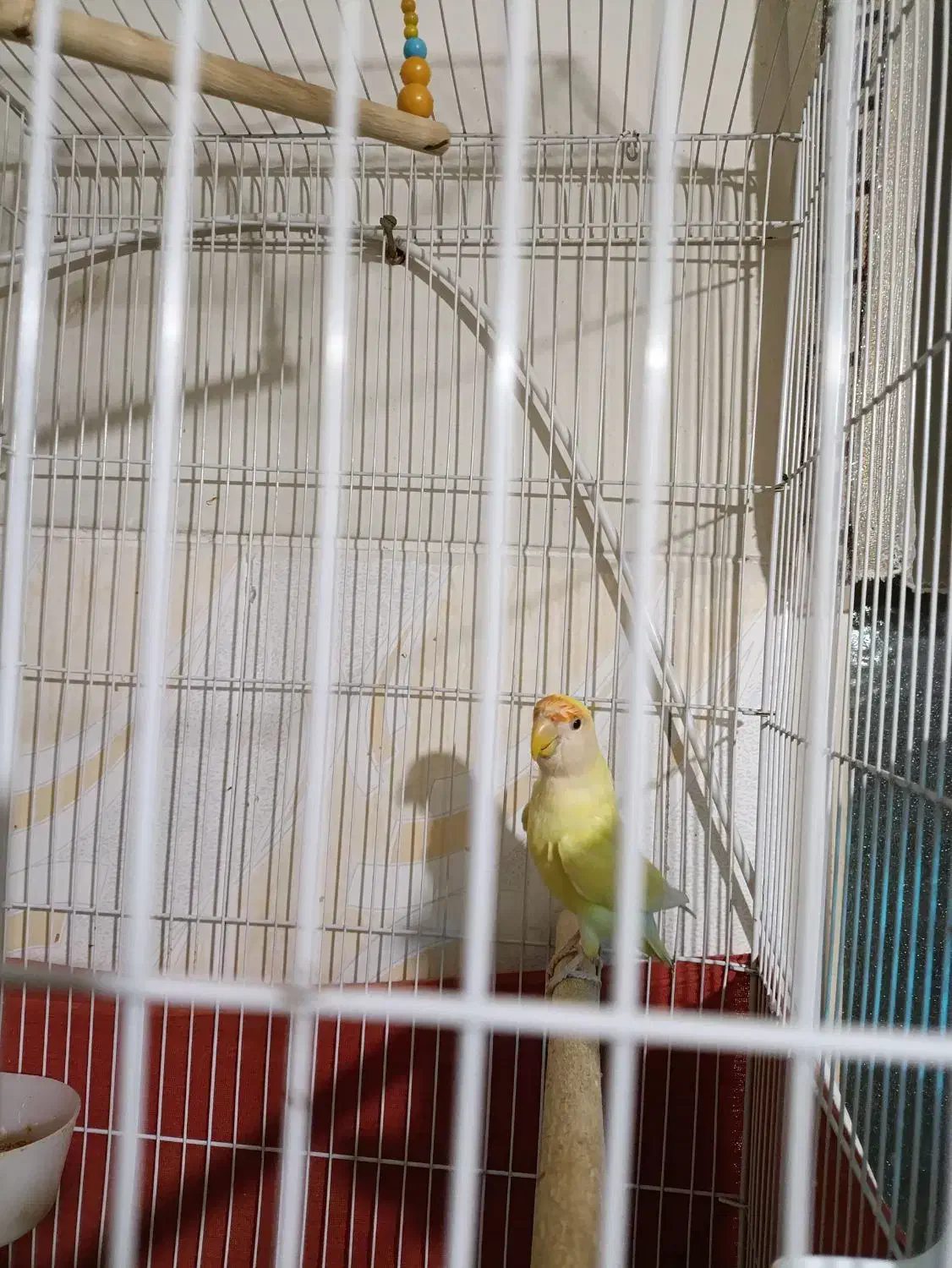 طوطی برزیلی ماده|پرنده|پاکدشت, پاکدشت (مامازند)|دیوار