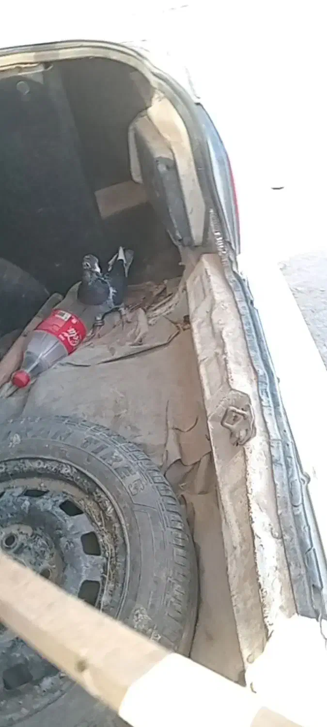 کبوتر پلاکی|پرنده|بشاریات, |دیوار