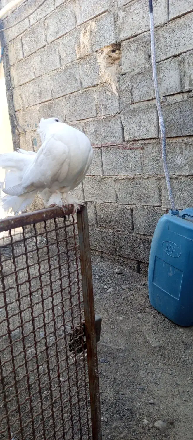کبوتر تزئینی|پرنده|میناب, |دیوار
