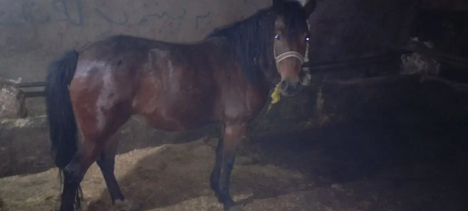 اسب مادیان|اسب و تجهیزات اسب‌سواری|کرمانشاه, |دیوار