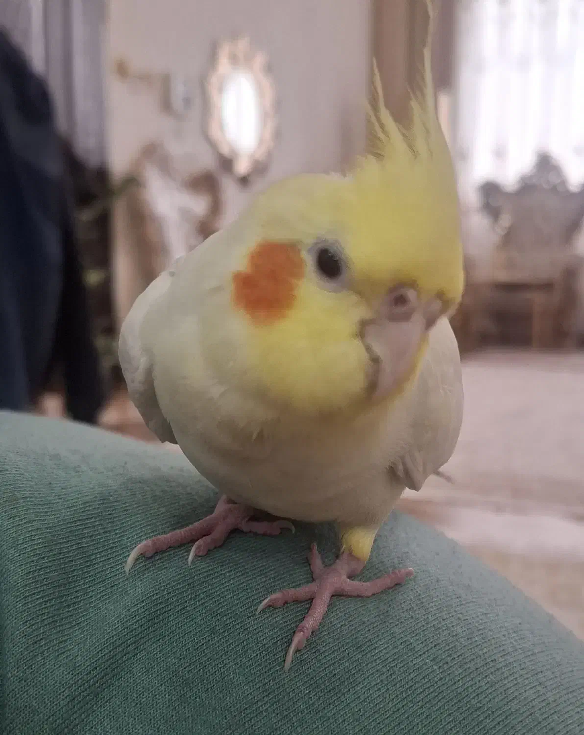 مژدگانی ۳ میلیون تومن میدم عروسم گم شده|حیوانات|مرند, |دیوار