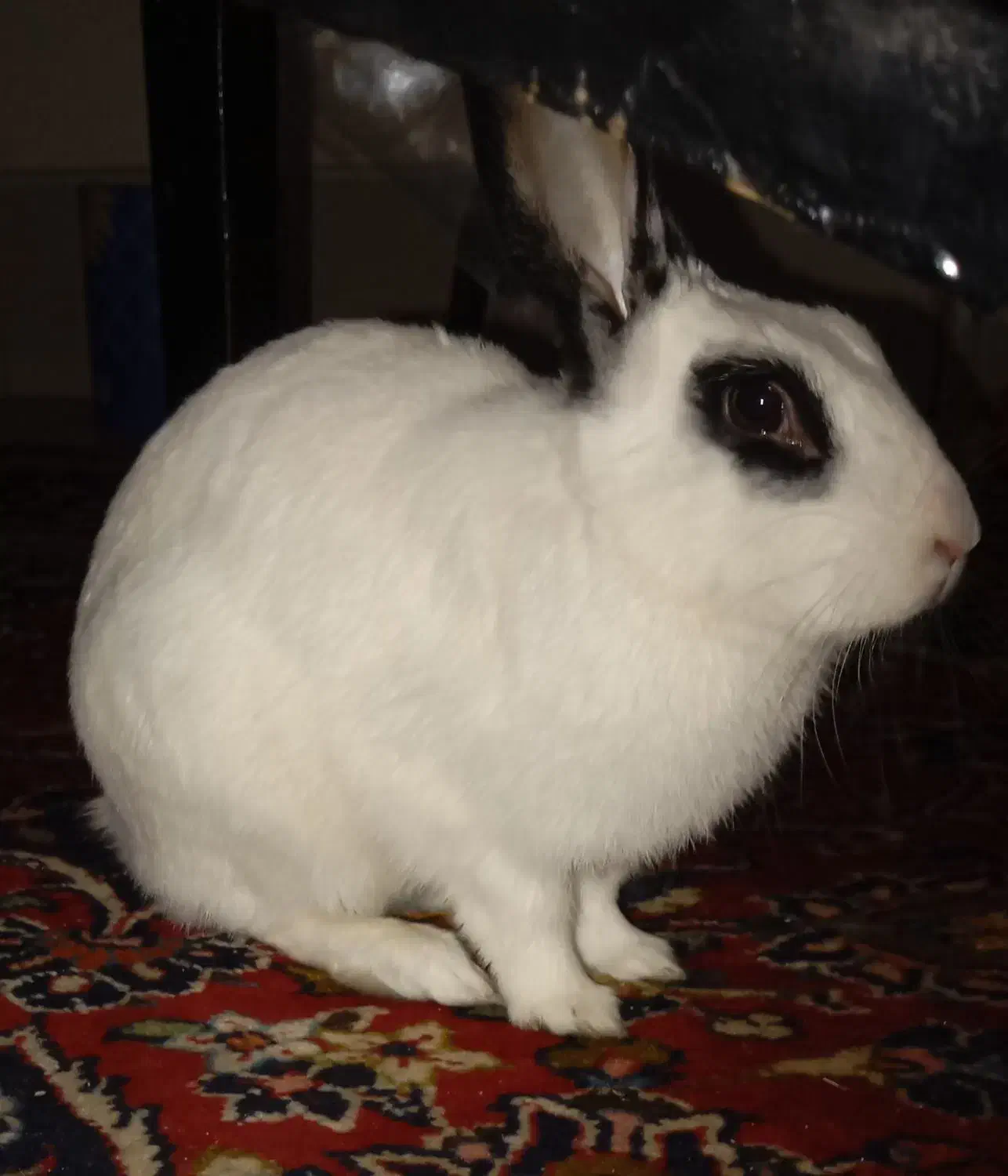 خرگوش  نر سفید مشکی. واگذاری رایگان|موش و خرگوش|تهران, شهرآرا|دیوار