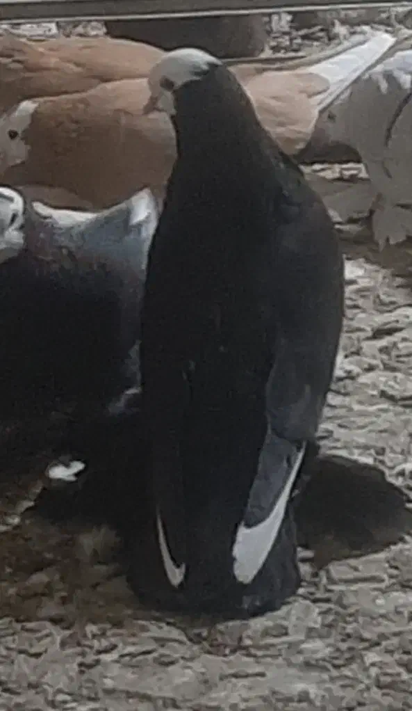 قره قجله نر|پرنده|میاندوآب, |دیوار