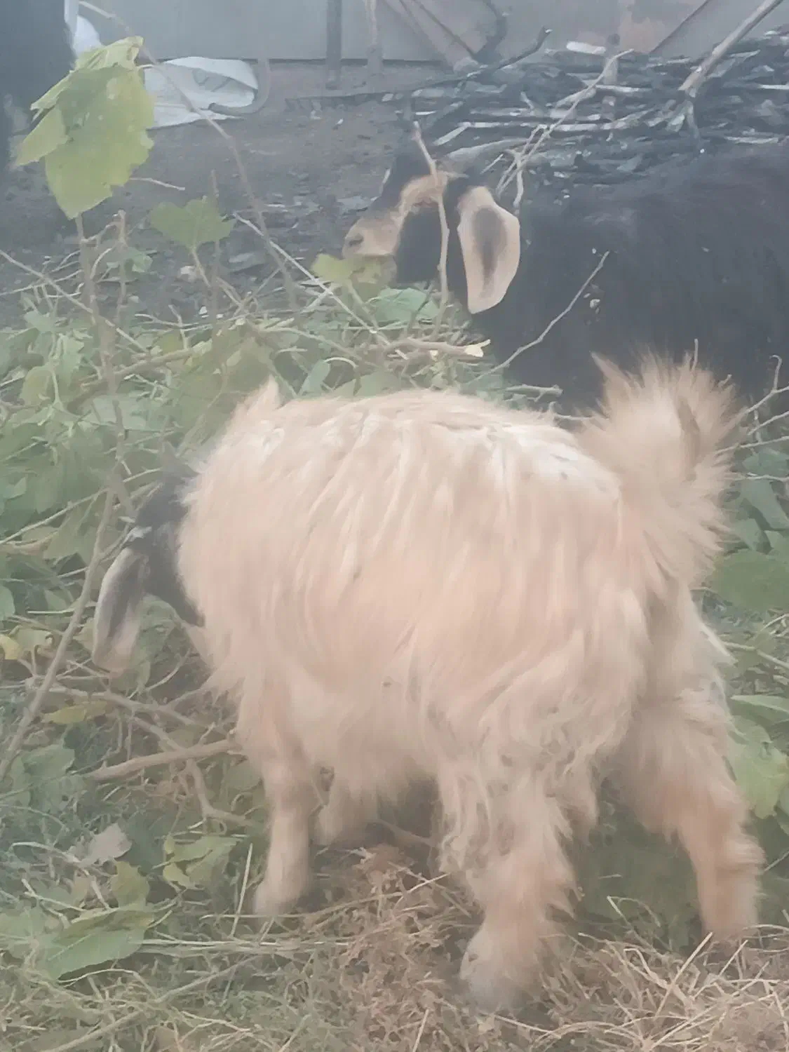 بز جوان|حیوانات مزرعه|الوند, |دیوار