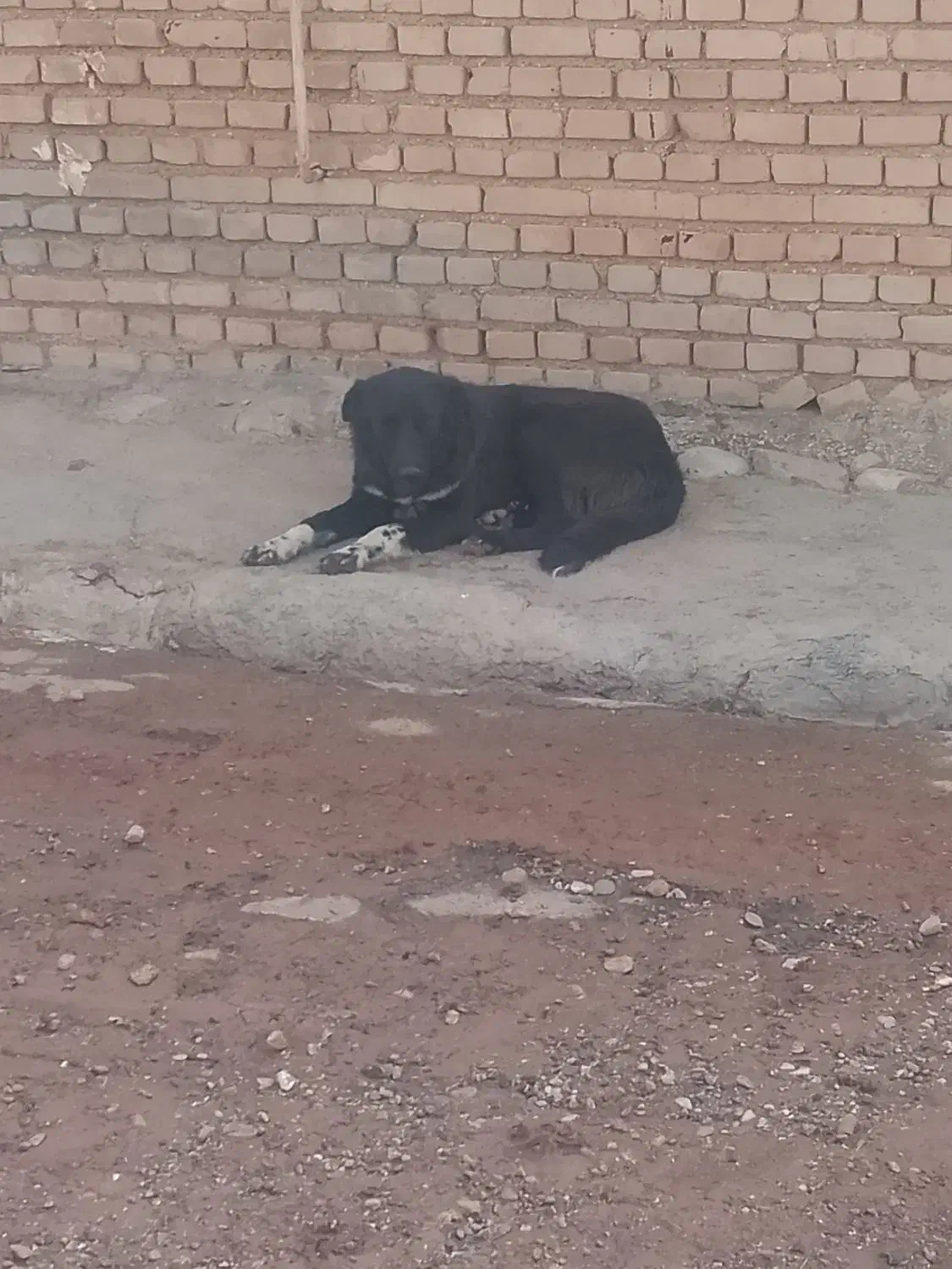 سگ قدرجونی|سگ|پلدختر, |دیوار