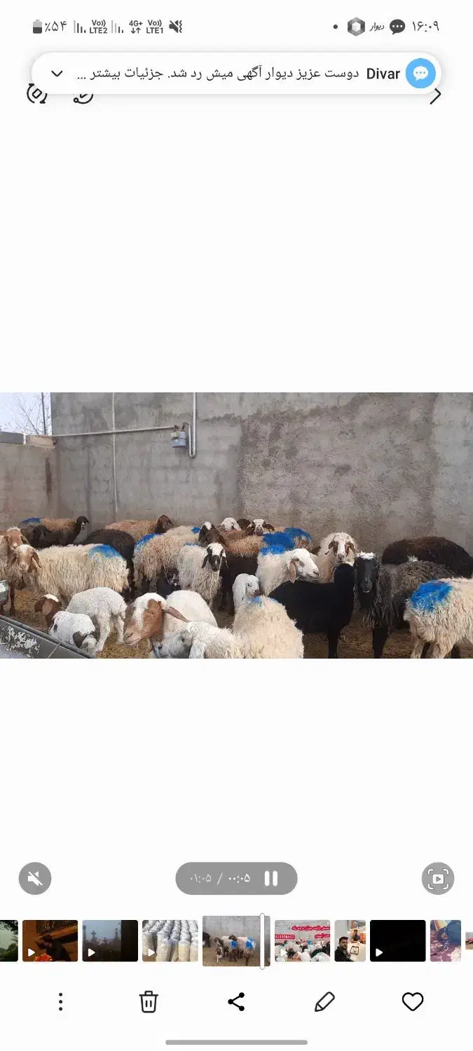 میش|حیوانات مزرعه|سلامی, |دیوار