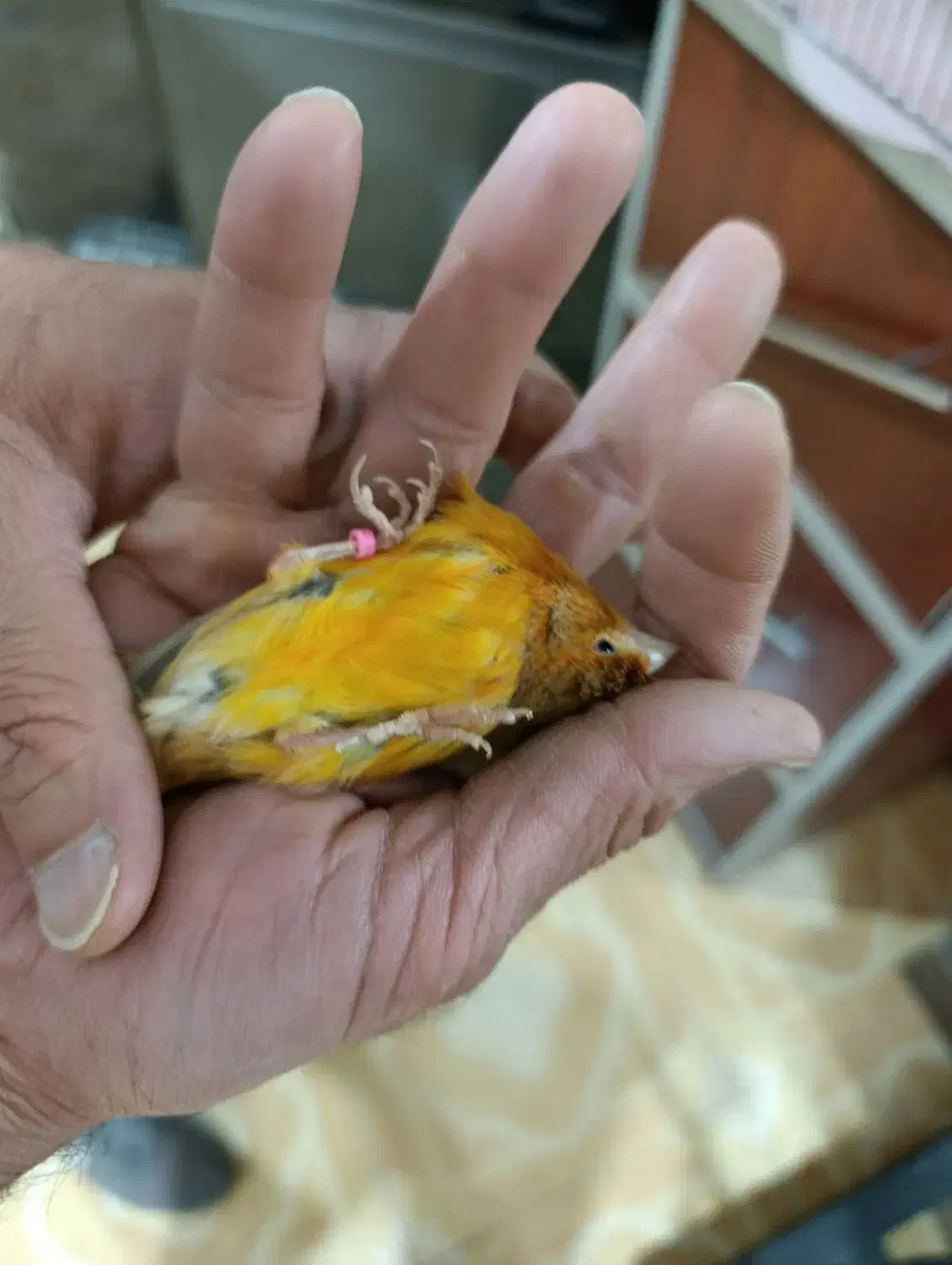 قناری شتر ماده|پرنده|مرودشت, بهارستان|دیوار