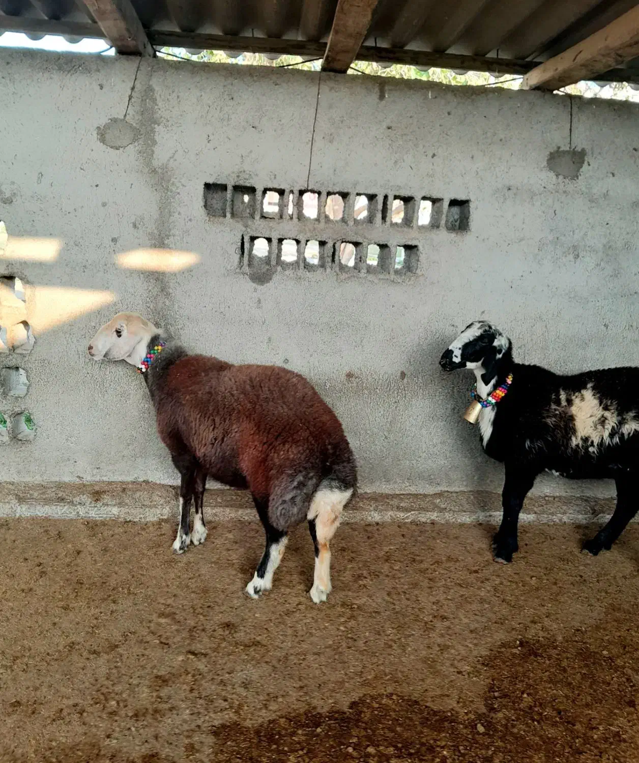 سلام 5عدد گوسفند توقلی زیره خاکی ناب|حیوانات مزرعه|سیمین شهر, |دیوار