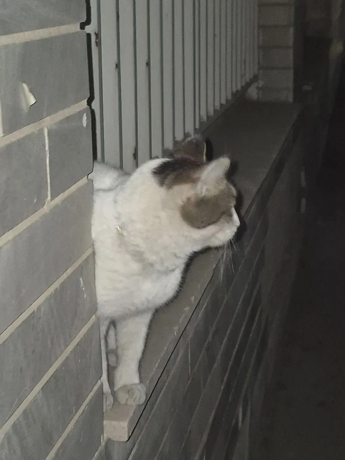 گربه پیدا شده|گربه|کرج, گلستان|دیوار